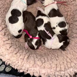 Aqua - Brown and white male Bernedoodle puppy in Curtice, Ohio from The Pink Doghouse