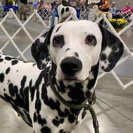 Dottie - Dalmatian