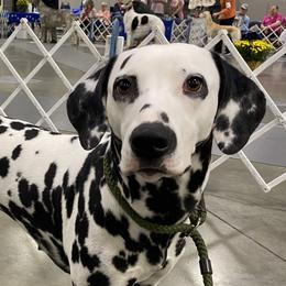 Dottie - Dalmatian