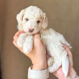 Janice - Cream female Goldendoodle puppy in Benton, Arkansas from Cozy Creek Doodles