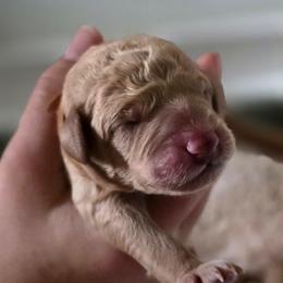 Cookie - Apricot male Double Doodle puppy in Oceanside, California from Strong Mountain Doodles