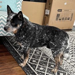 Sebastian - Australian Cattle Dog