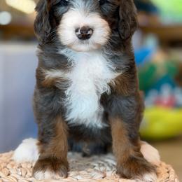 Gavin - Tri-color male Bernedoodle puppy in Yuciapa, California from AlltheDoodlez_