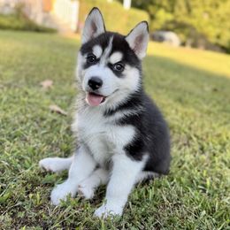 Siberian Husky Puppies from Pride Rock Siberians