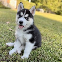 Siberian Husky Puppies from Pride Rock Siberians