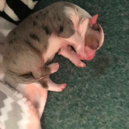 Miniature American Shepherd Puppies from Great Companions