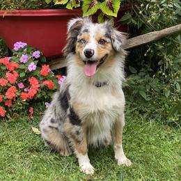 Luna - Australian Shepherd