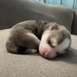1st born and male puppy - Merle male Pomsky puppy in West Sacramento, California from Pinkie's Pomskies