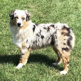 Australian Shepherds from Bridger Butte Aussies