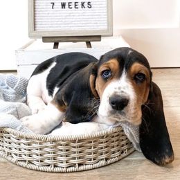Basset Hound Puppies from Lazy Acre Basset Hounds