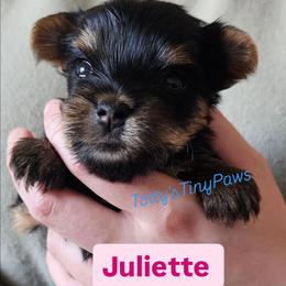 Juliette - Black and tan female Yorkshire Terrier puppy in Denver, Colorado from Totty's Tiny Paws