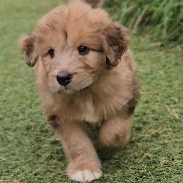 Elmer - Merle-sable male Saint Berdoodle puppy in Battle Ground, Washington from Mad Hatter Farms Saint Berdoodles