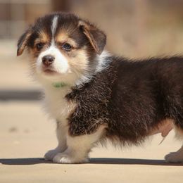 Pembroke Welsh Corgi Puppies from Golden Rose Corgis