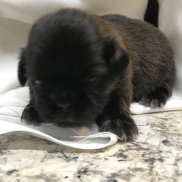 Shih Tzu Puppies from Dream Pups