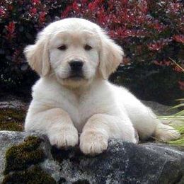 Golden Retriever Puppies from Costadoro Golden Retrievers