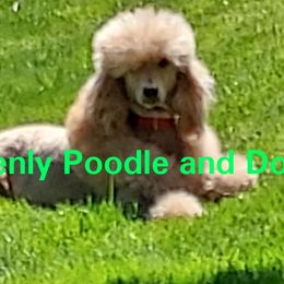 Gorgeous - Poodle