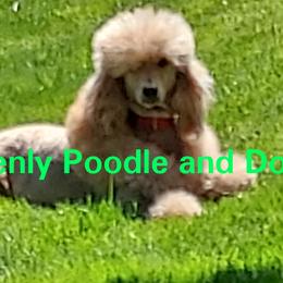 Gorgeous - Poodle