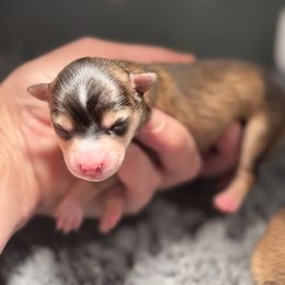 Girl 2 - Wolf sable female Pomsky puppy in Michigan from Blue Water Pomskies
