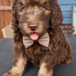 Gobstopper - Tri-color male Bernedoodle puppy in Ohio from Moore Doodles