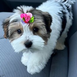 Milkshake - Yorkshire Terrier