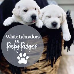 Anna - Yellow female Labrador Retriever puppy in Herriman, Utah from Rocky Ridges