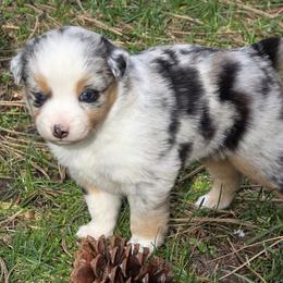 Charlie - Blue merle female Miniature Australian Shepherd puppy in Spirit Lake, Idaho from Gemstone Ridge Mini Aussies