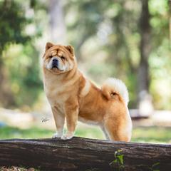 Zeba - Chow Chow