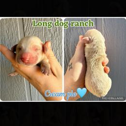Cream pie - Cream male Dachshund puppy in New Mexico from Long Dog Ranch