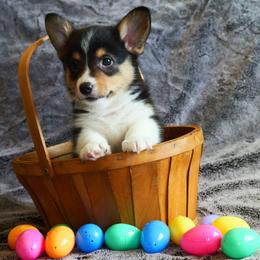 Raisin - Black and tan male Pembroke Welsh Corgi puppy in California City, California from Piff N Puff Corgis