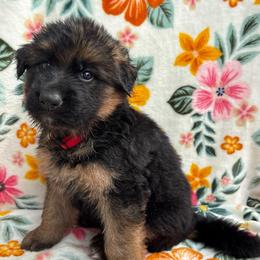 Cola - Black and red male German Shepherd puppy in Coplay, Pennsylvania from By My Side Germans Shepherds & Dobermans