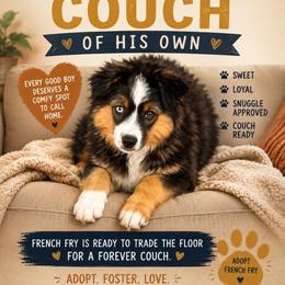 French Fry - Black tri male Toy Australian Shepherd puppy in Anson, Texas from Diamond Bar N Ranch