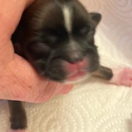 Girl 4 - Black and white female Shih Tzu puppy in Clifton Springs, New York from Whispering Winds Charmed Hollow