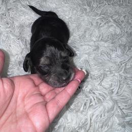 Twix - Cream Brindle - Brindle male Dachshund puppy in Little Elm, Texas from HotDachs