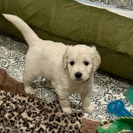 Goldendoodle Puppies from Foglight Goldendoodles
