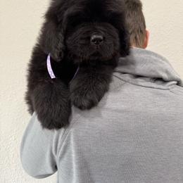 Purple spots - Black female Newfoundland puppy in Nevis, Minnesota from Faithful Acres Newfs