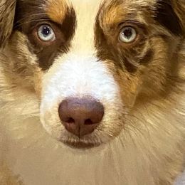 Miniature American Shepherds from Linda Malaussena