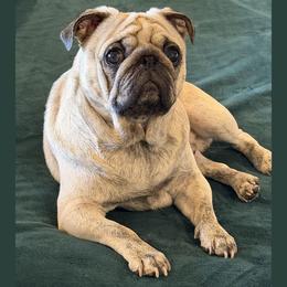 Tuggs - Pug
