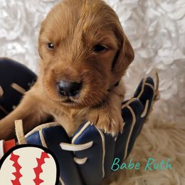 Babe Ruth - Golden female Golden Retriever puppy in Greensburg, Kentucky from Southern Springs Goldens