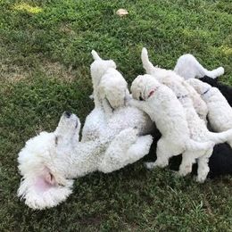 Poodle Puppies from Genesis Poodles