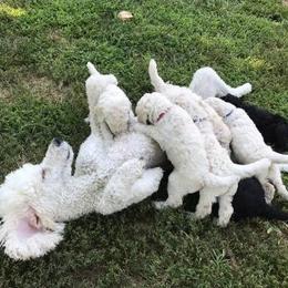 Poodle Puppies from Genesis Poodles