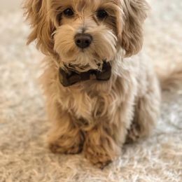 Maltipoo All Grown Up from Laura's Maltipoos