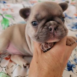French Bulldog and Pomeranian Puppies from Poms Of Kolour