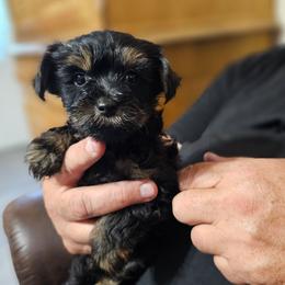 Cupid - Liver male Yorkshire Terrier puppy in Dayton, Ohio from Little Yorkie Babies