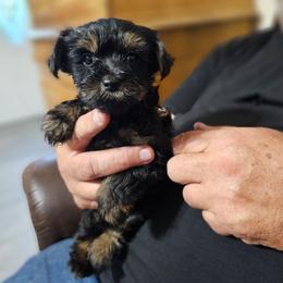 Cupid - Liver male Yorkshire Terrier puppy in Dayton, Ohio from Little Yorkie Babies