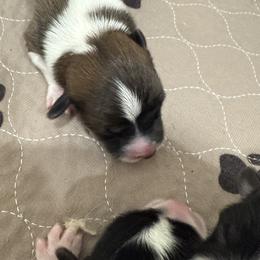 Red - Red female Pembroke Welsh Corgi puppy in Eltopia, Washington from PNW Pup Co.
