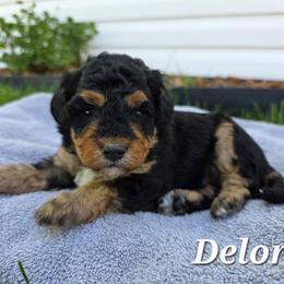 Deloris - Tri-color female Bernedoodle puppy in Blackfoot, Idaho from Draper Mountain Doodles