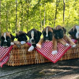 Boxer Puppies from Hogan Creek Boxers
