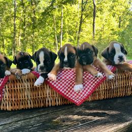 Boxer Puppies from Hogan Creek Boxers