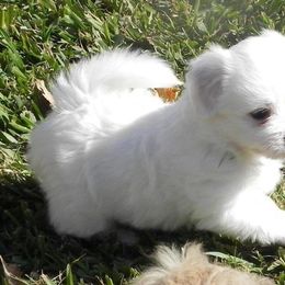 Coton de Tulear Puppies from Shiloh Cotons
