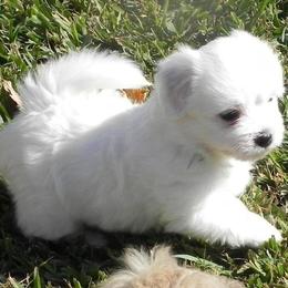 Coton de Tulear Puppies from Shiloh Cotons